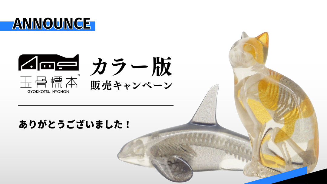 【玉骨標本 カラー版】期間限定オンライン販売 終了御礼 ＆ 次回イベント販売のお知らせ