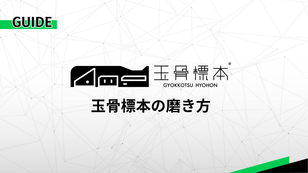 玉骨標本 磨き方完全ガイド