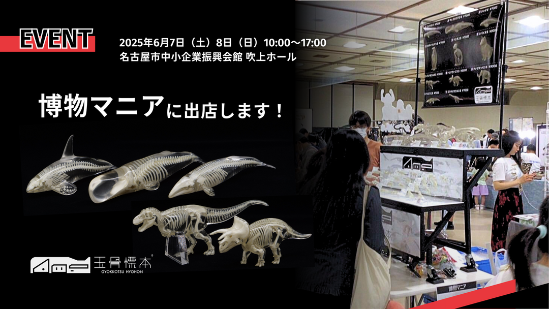 【出展情報】博物マニア2025に「玉骨標本」を出品します！