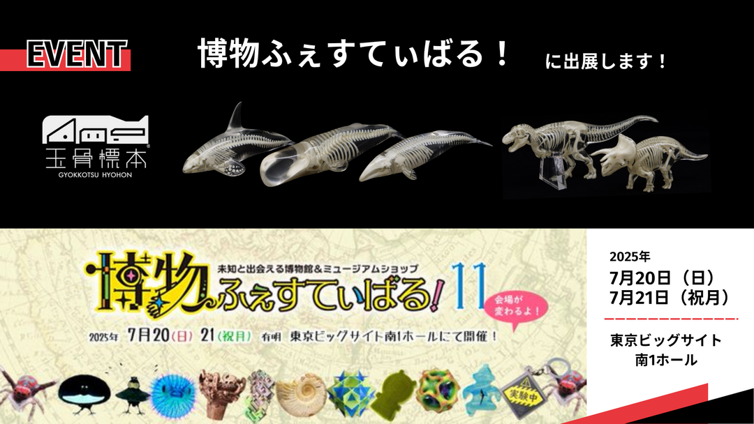 博物ふぇすてぃばる！に出展します！