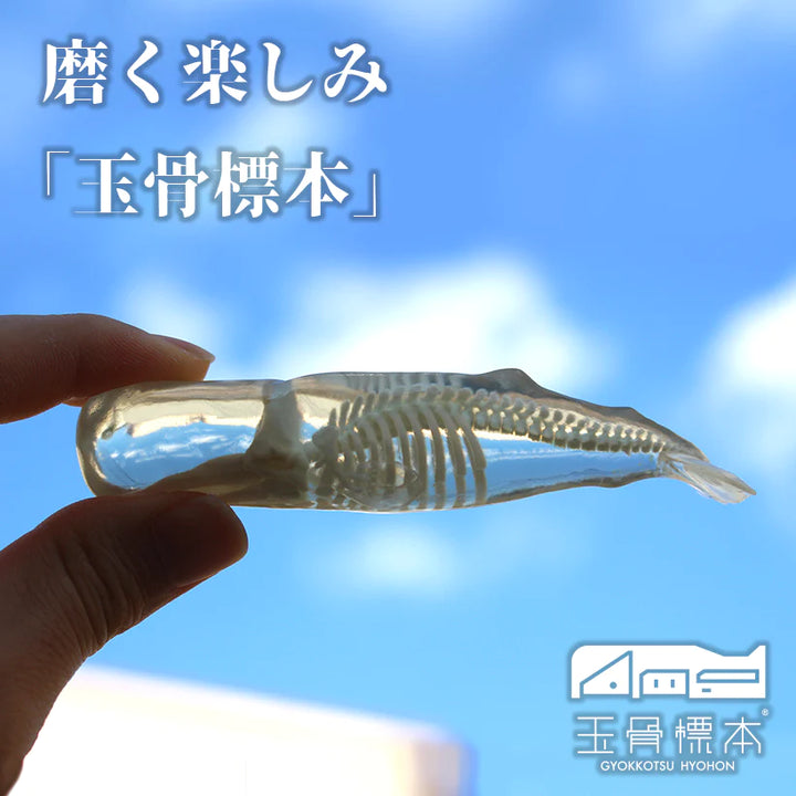 玉骨標本　トリケラトプス　Sサイズ　半完成品(研磨なし)