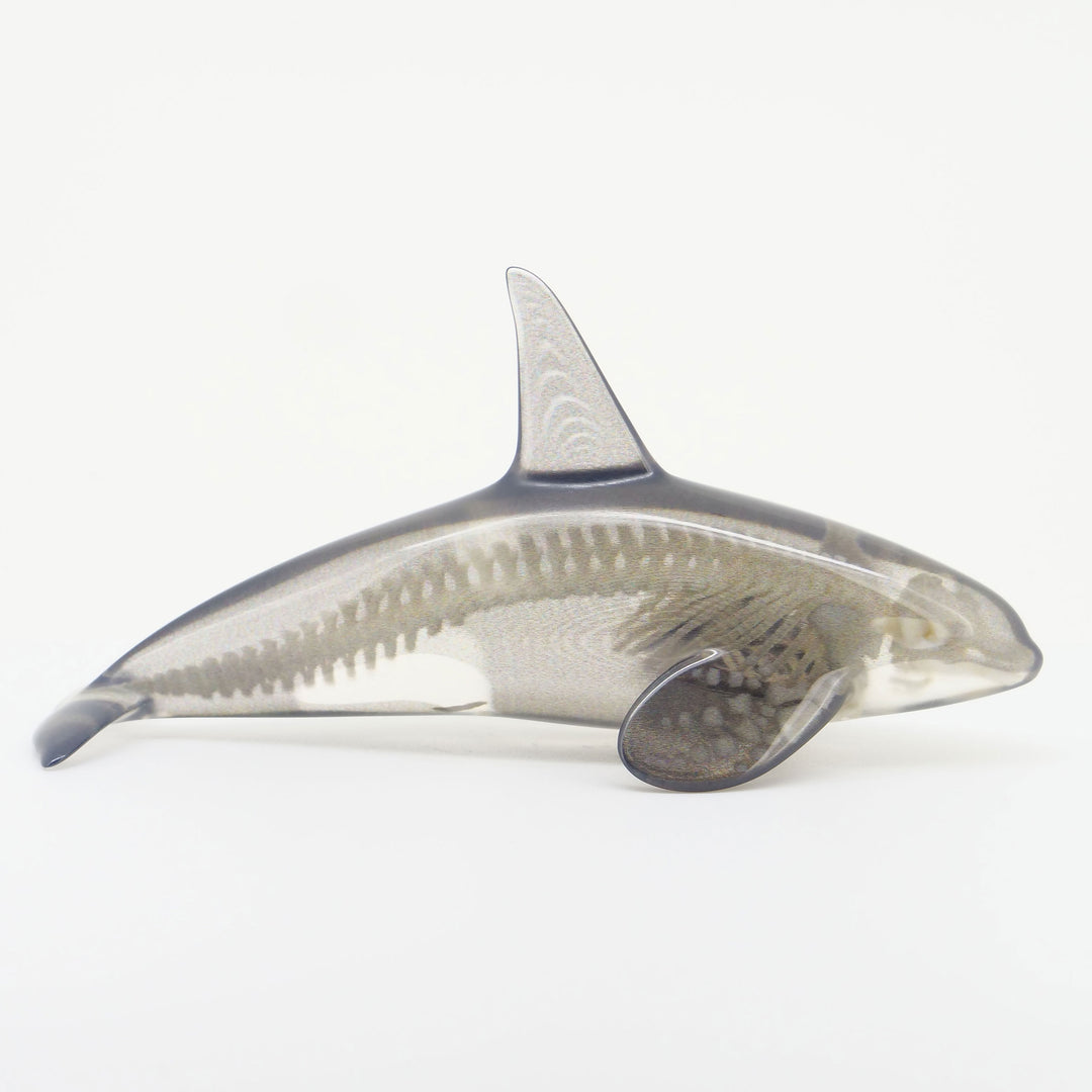 玉骨標本　カラー版　シャチ　Sサイズ　半完成品(研磨なし)