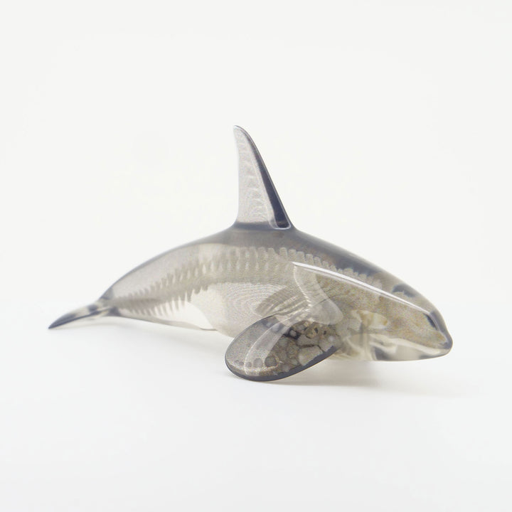 玉骨標本　カラー版　シャチ　Sサイズ　半完成品(研磨なし)