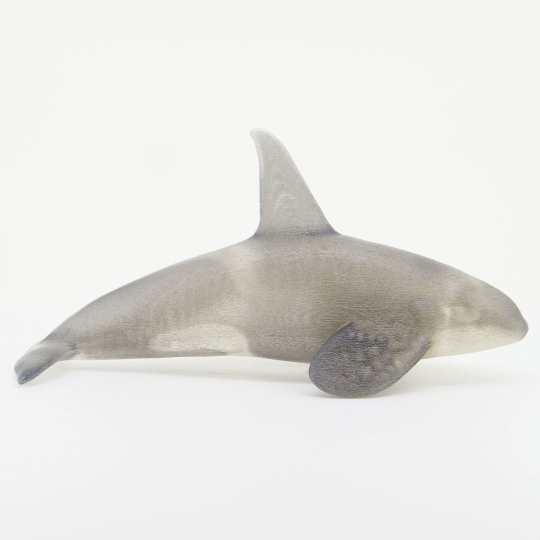 玉骨標本　カラー版　シャチ　Sサイズ　半完成品(研磨なし)