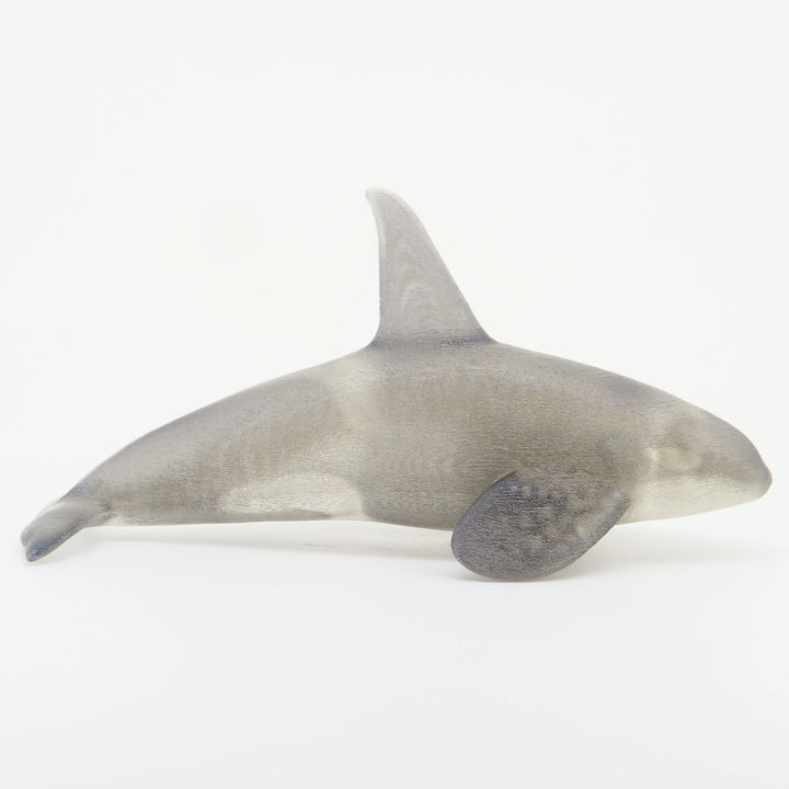 玉骨標本　カラー版　シャチ　Sサイズ　半完成品(研磨なし)