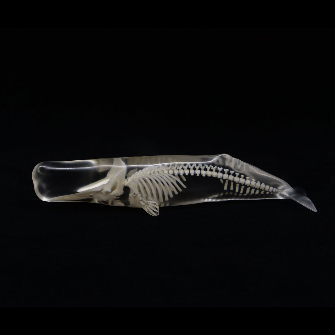 玉骨標本　マッコウクジラ　Sサイズ　半完成品(研磨なし)