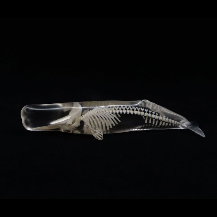 玉骨標本　マッコウクジラ　Sサイズ　半完成品(研磨なし)