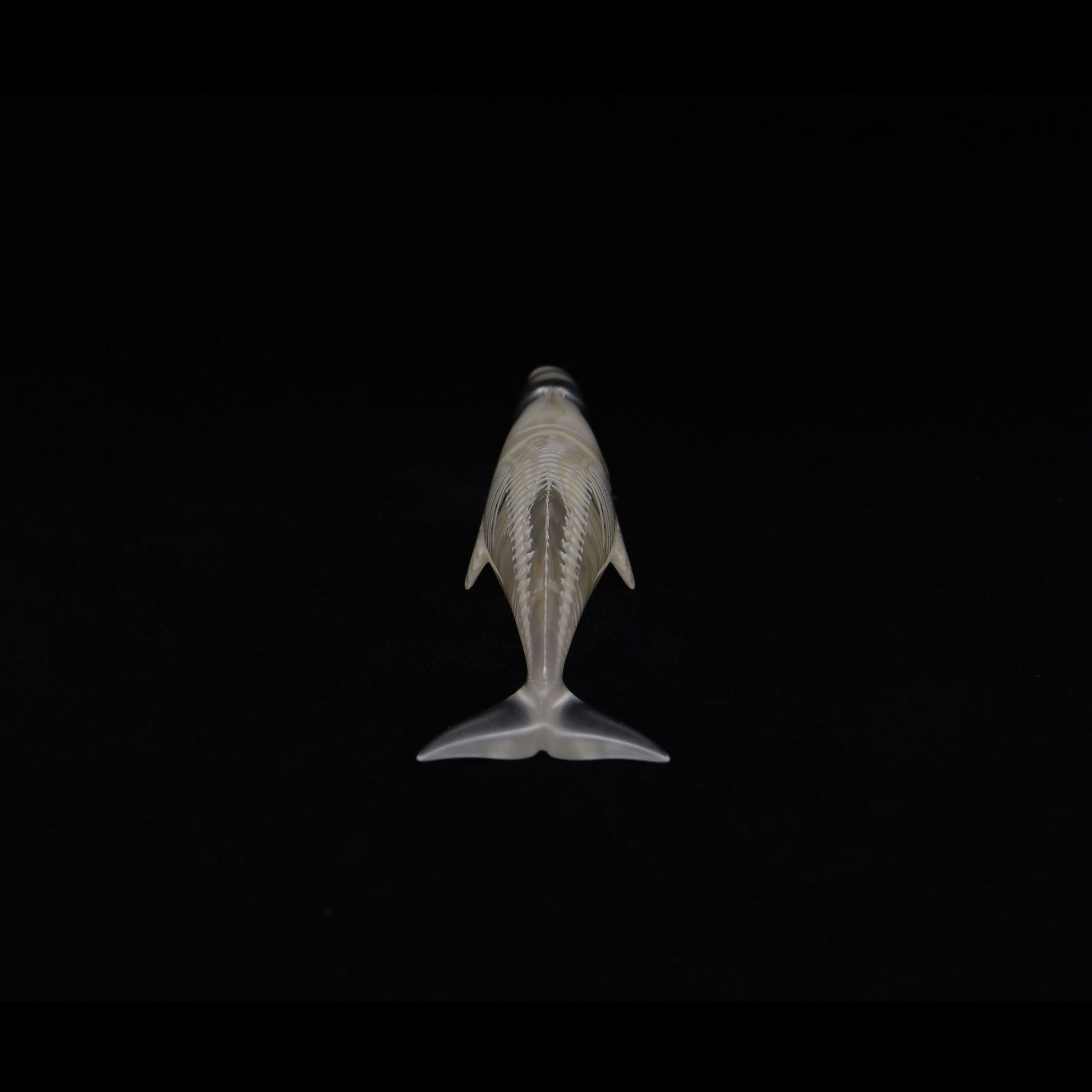 玉骨標本 マッコウクジラ Sサイズ 半完成品(研磨なし) – 合同会社吉本