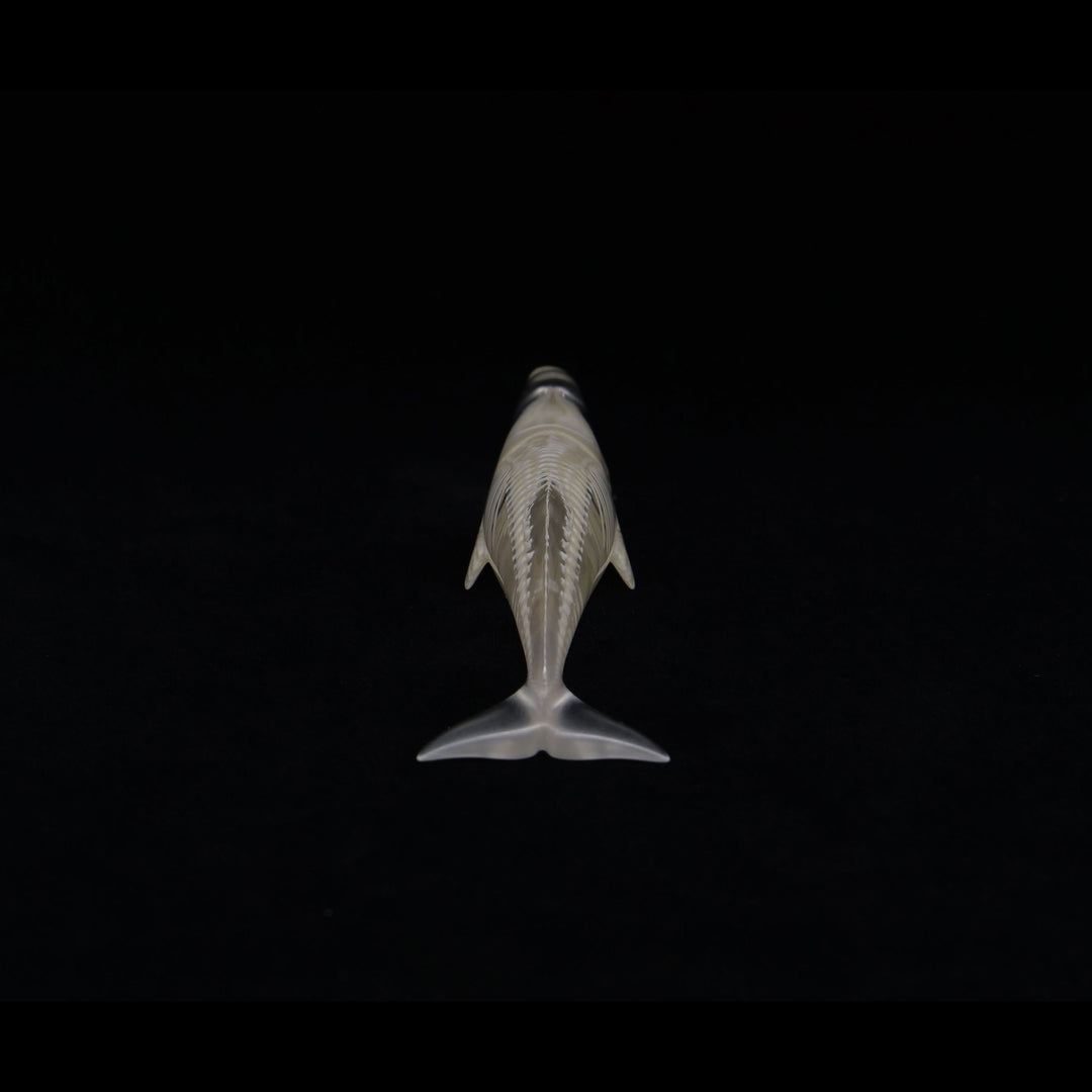 玉骨標本　マッコウクジラ　Sサイズ　半完成品(研磨なし)