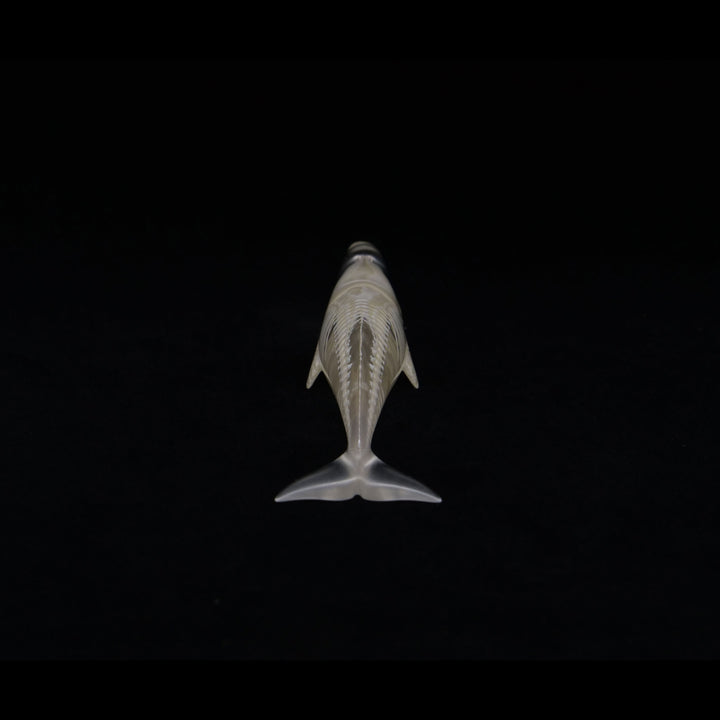 玉骨標本　マッコウクジラ　Sサイズ　半完成品(研磨なし)
