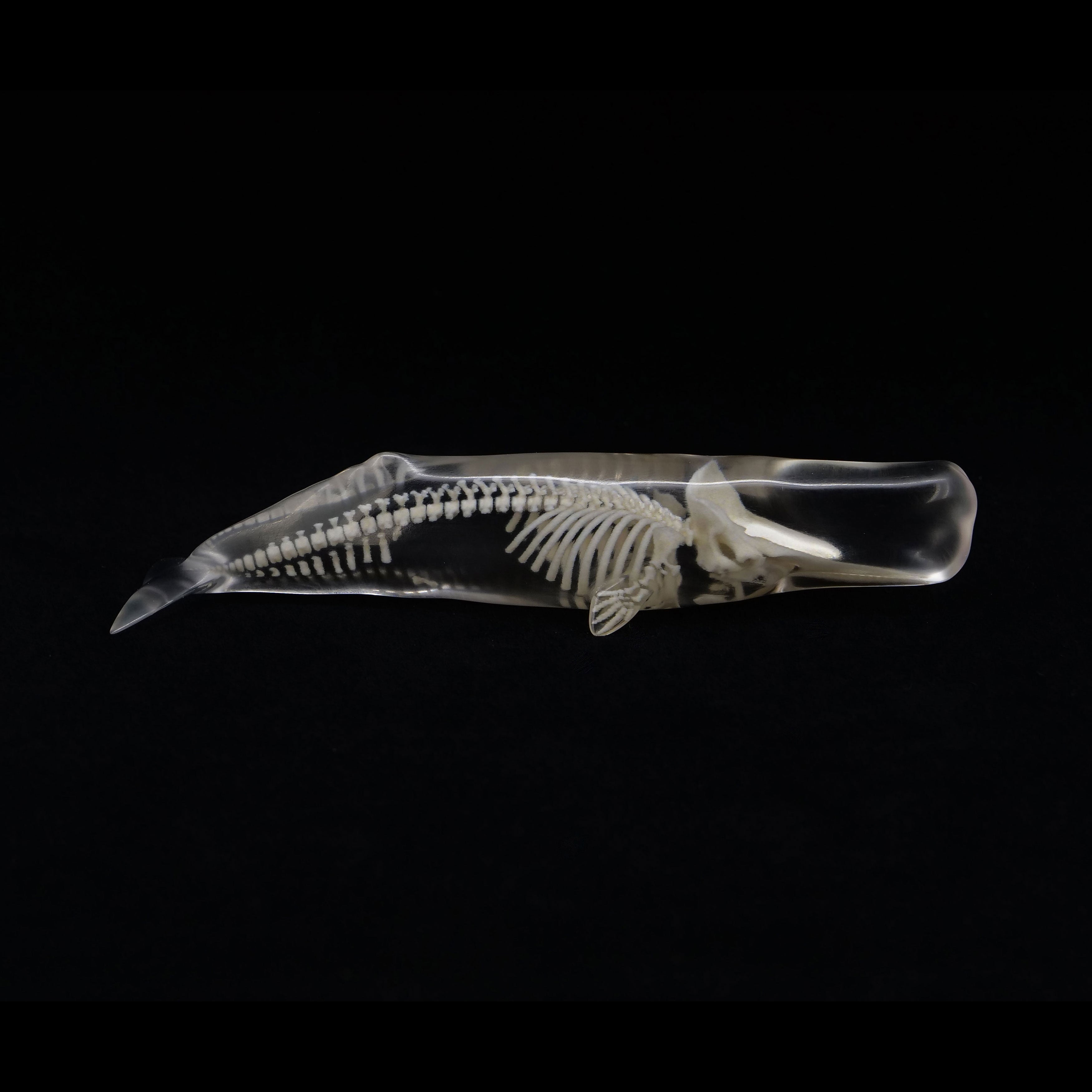 玉骨標本 マッコウクジラ Sサイズ 半完成品(研磨なし) – 合同