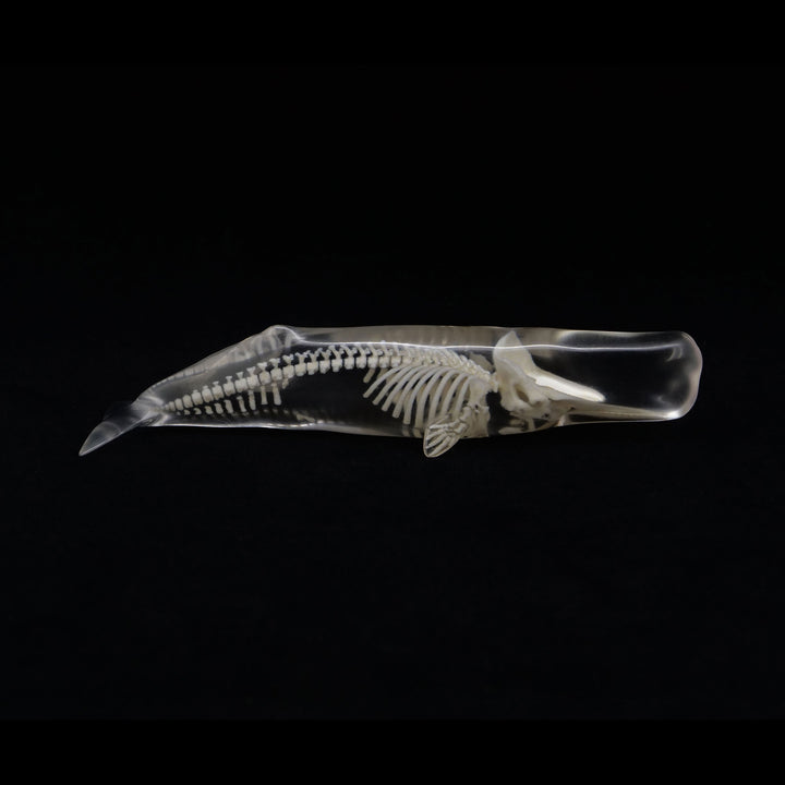 玉骨標本　マッコウクジラ　Sサイズ　半完成品(研磨なし)