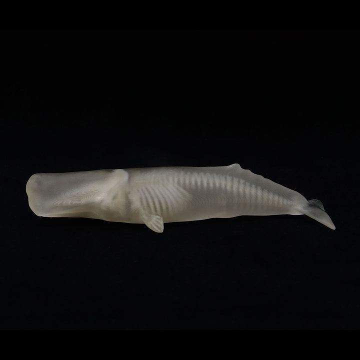玉骨標本　マッコウクジラ　Sサイズ　半完成品(研磨なし)