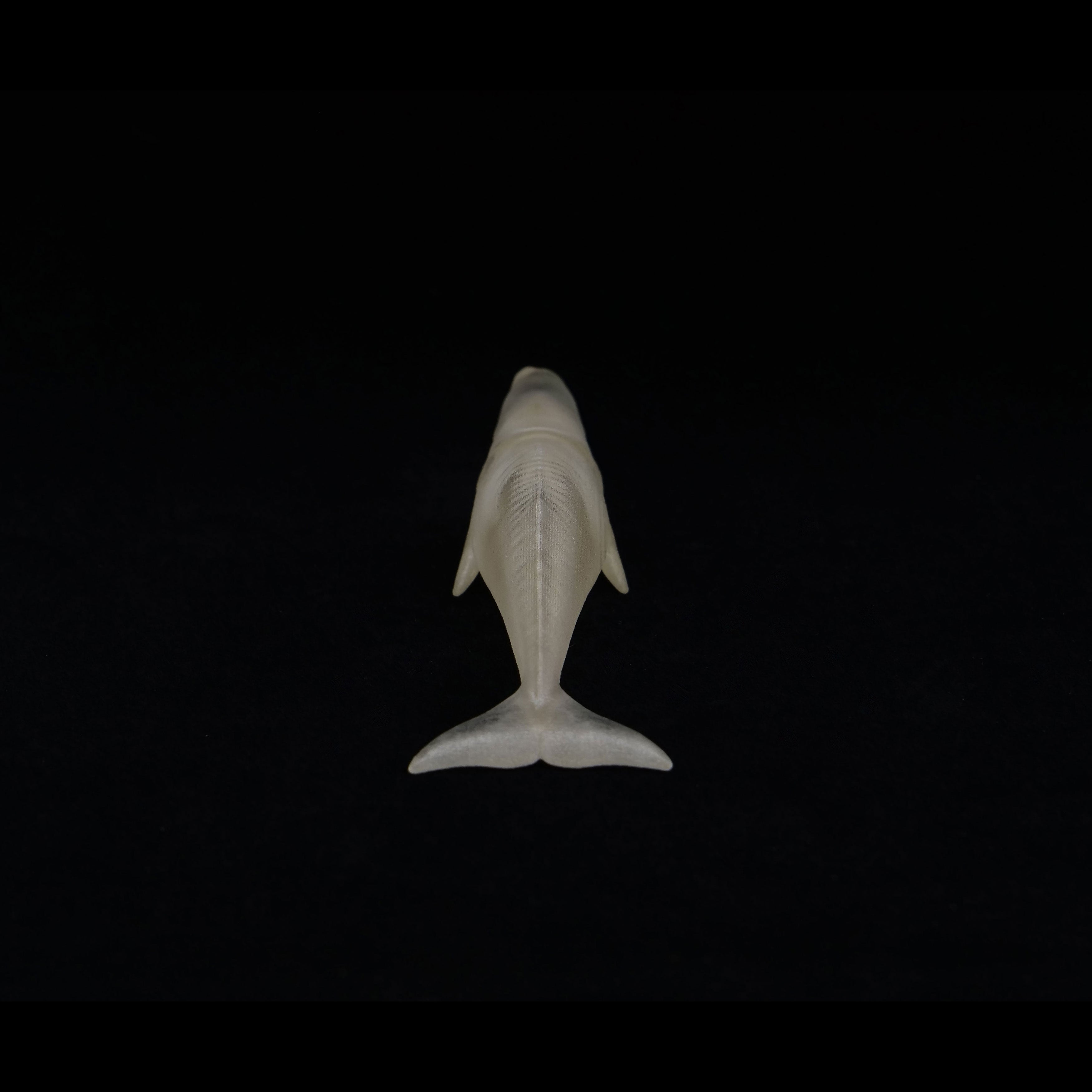 玉骨標本 マッコウクジラ Sサイズ 半完成品(研磨なし) – 合同