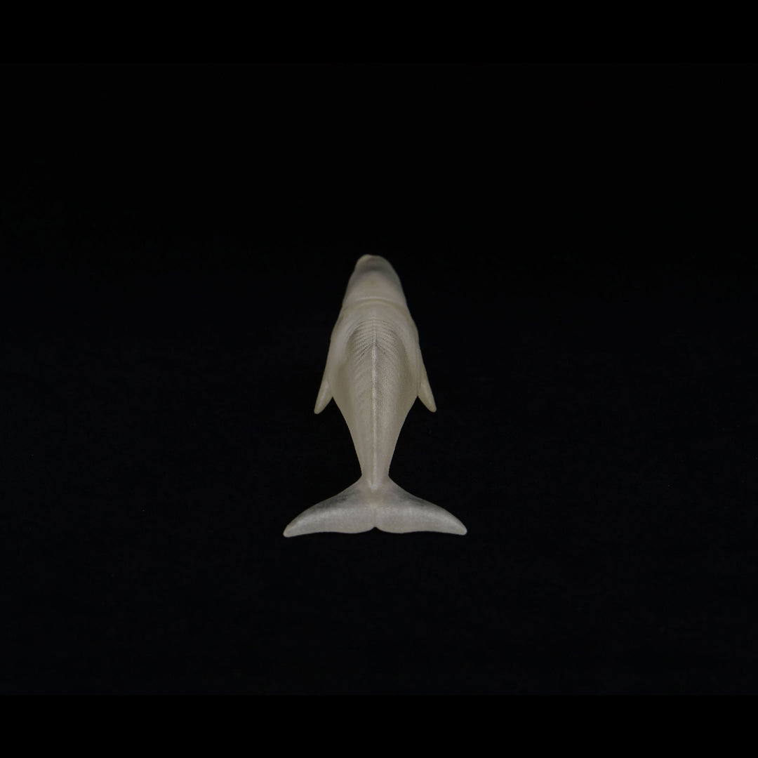 玉骨標本　マッコウクジラ　Sサイズ　半完成品(研磨なし)