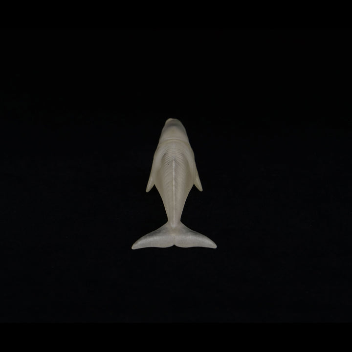玉骨標本　マッコウクジラ　Sサイズ　半完成品(研磨なし)