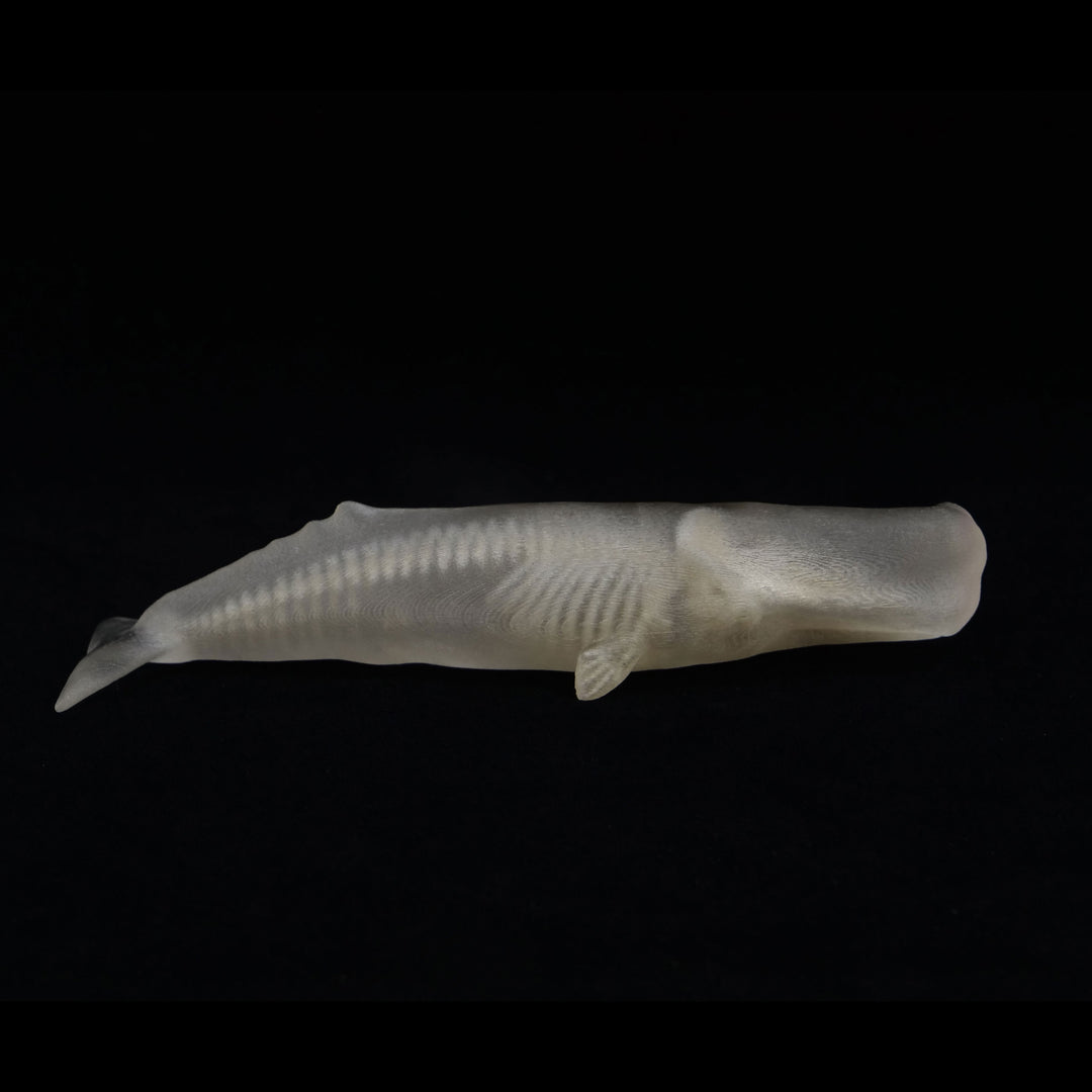 玉骨標本　マッコウクジラ　Sサイズ　半完成品(研磨なし)