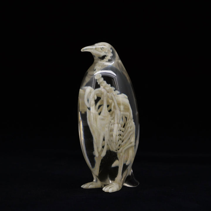 玉骨標本　コウテイペンギン　Sサイズ　半完成品(研磨なし)