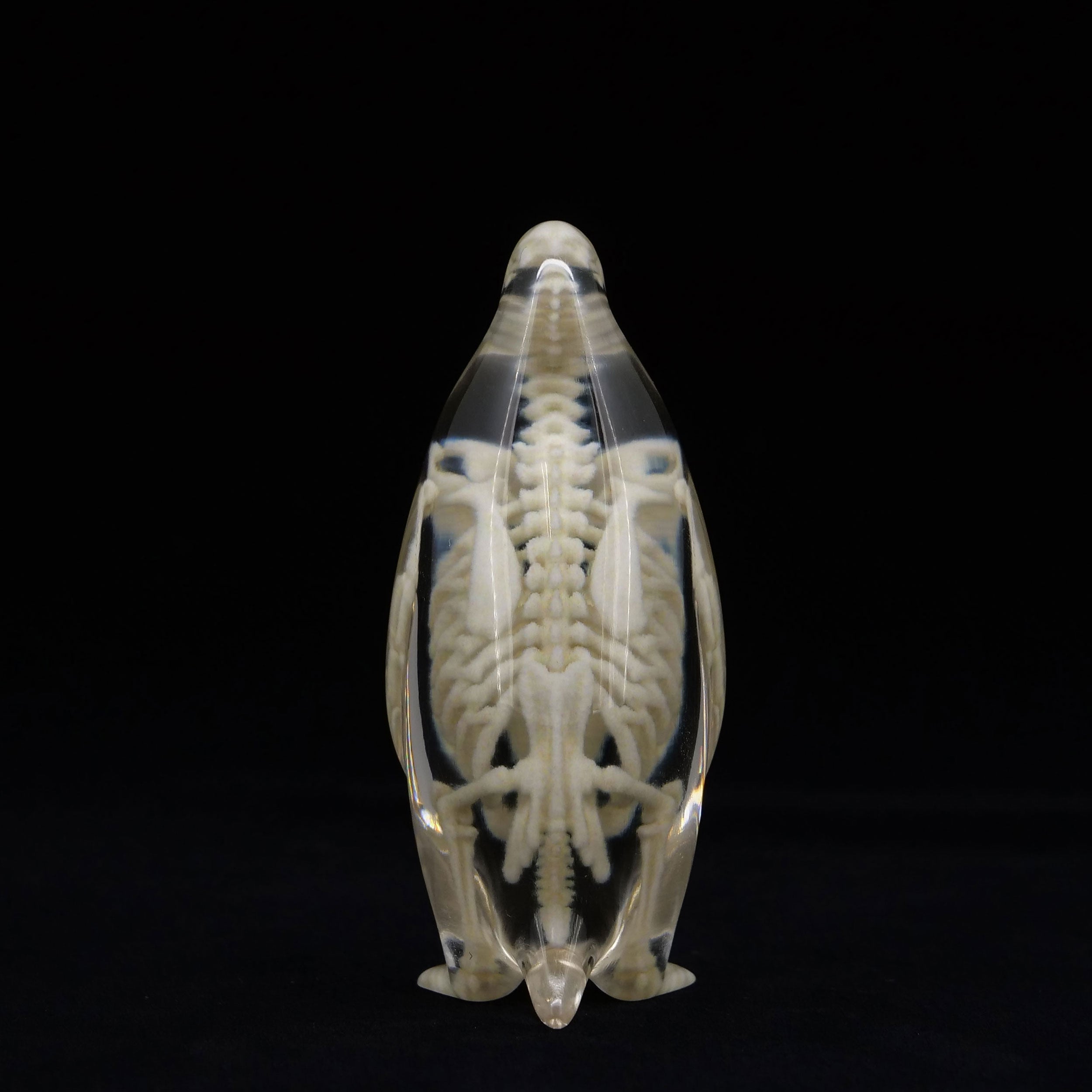 玉骨標本 コウテイペンギン Sサイズ 半完成品(研磨なし) – 合同