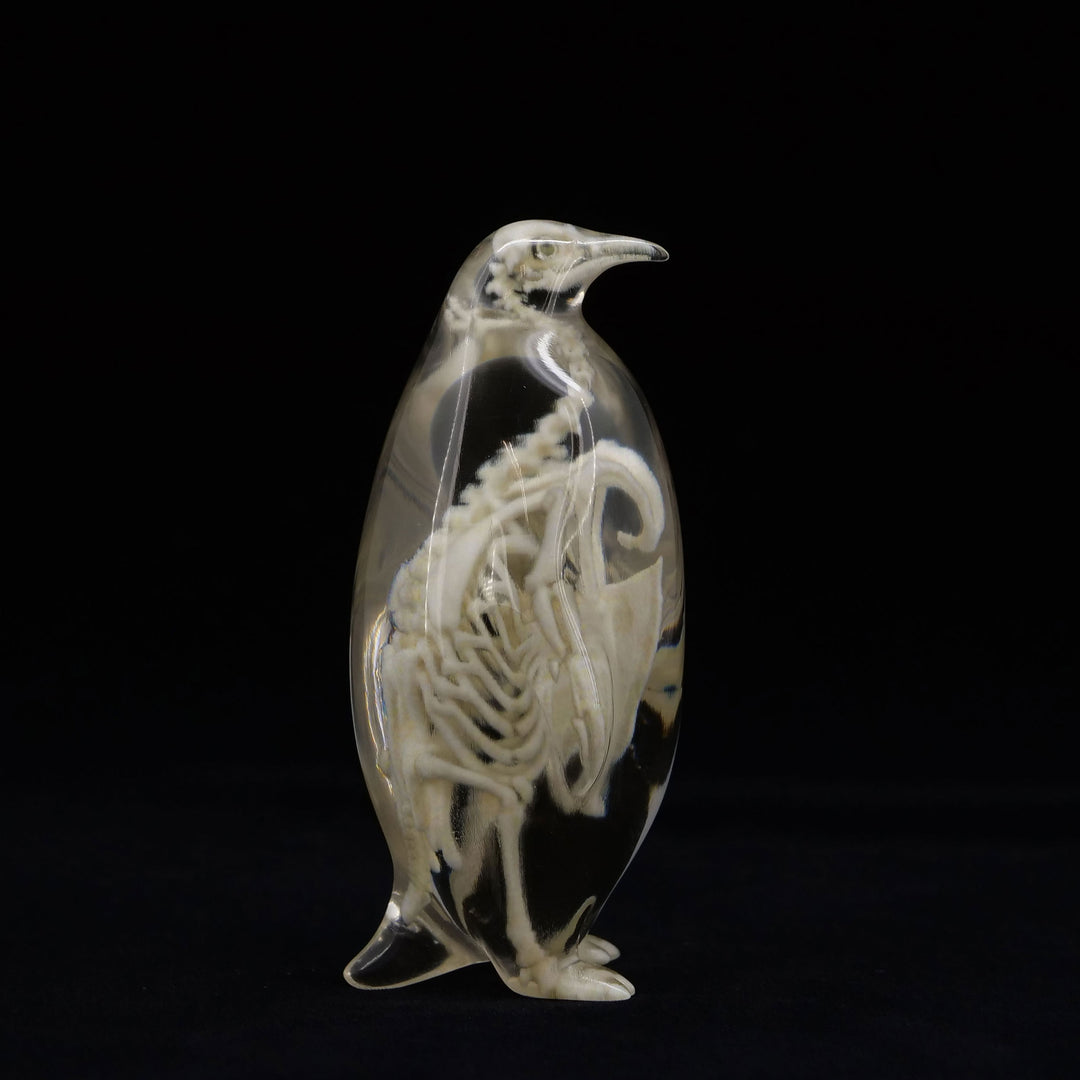 玉骨標本　コウテイペンギン　Sサイズ　半完成品(研磨なし)