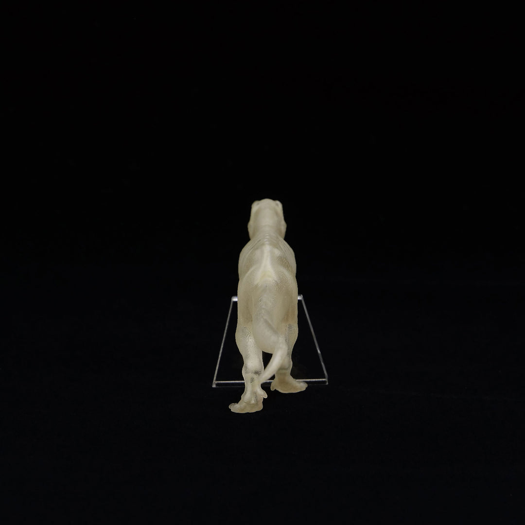 玉骨標本　ティラノサウルス　Sサイズ　半完成品(研磨なし)