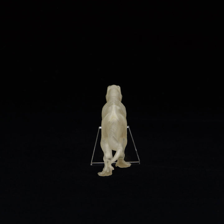 玉骨標本　ティラノサウルス　Sサイズ　半完成品(研磨なし)