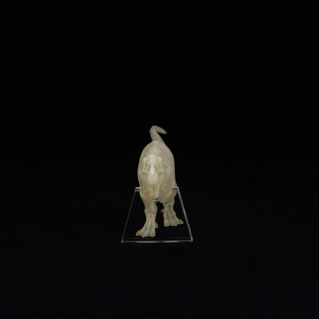 玉骨標本　ティラノサウルス　Sサイズ　半完成品(研磨なし)
