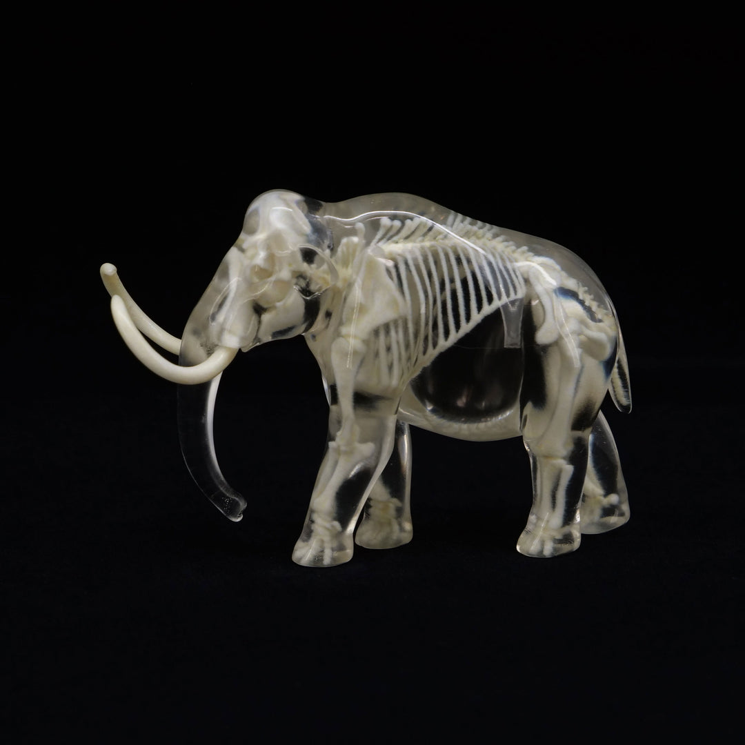 玉骨標本　ケナガマンモス　Sサイズ　半完成品(研磨なし)