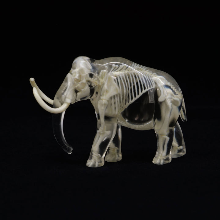 玉骨標本　ケナガマンモス　Sサイズ　半完成品(研磨なし)