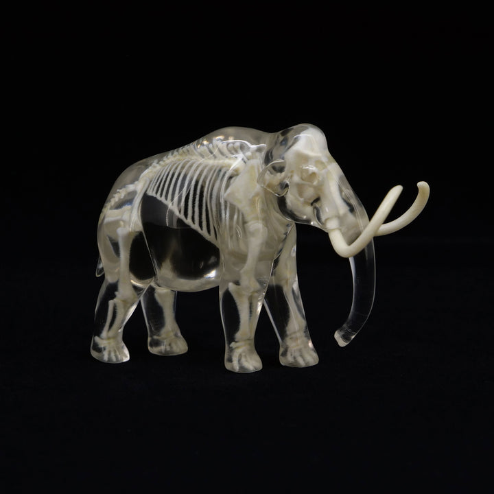 玉骨標本　ケナガマンモス　Sサイズ　半完成品(研磨なし)