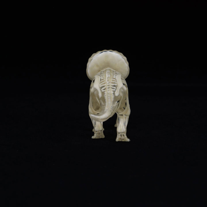 玉骨標本　トリケラトプス　Sサイズ　半完成品(研磨なし)