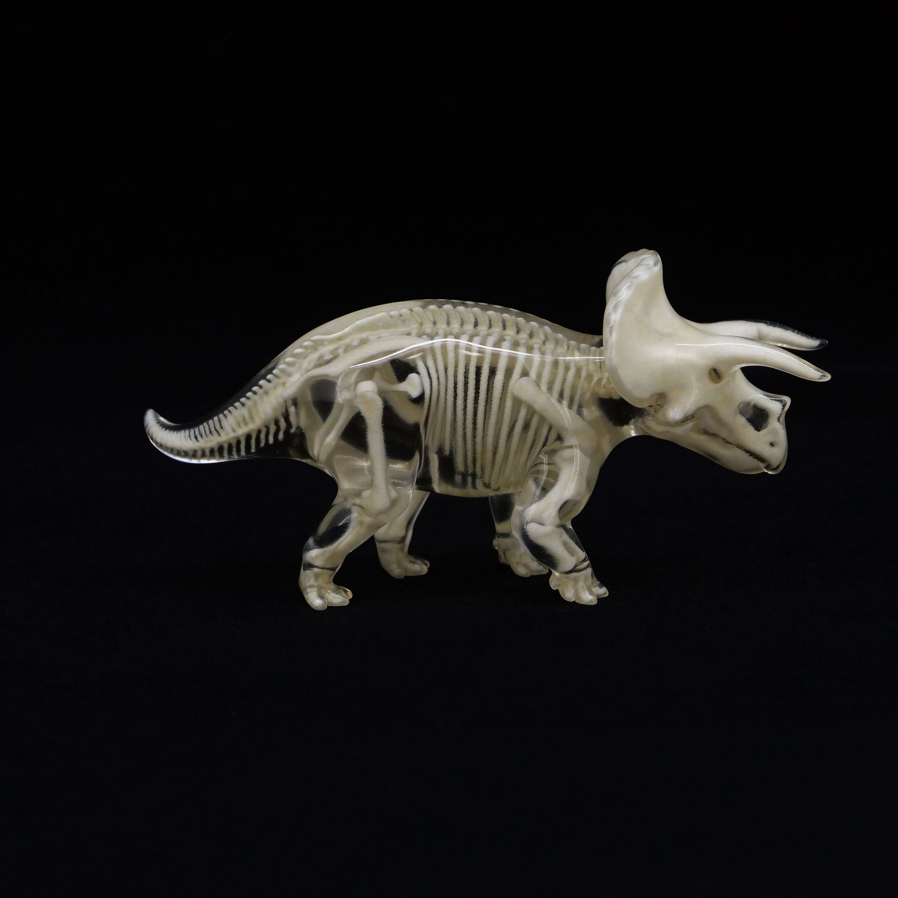 【子株】Berlin産 白犀牛 トリケラトプス ベルリン 子株】Berlin産 白犀牛 トリケラトプス ベルリン